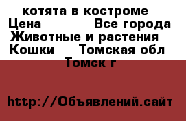 котята в костроме › Цена ­ 2 000 - Все города Животные и растения » Кошки   . Томская обл.,Томск г.